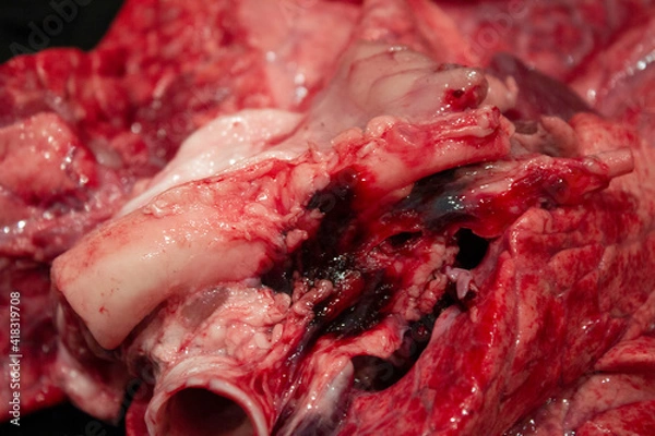 Obraz A Close Up of Lungs, Heart and Windpipe Raw Meat of a Sheep