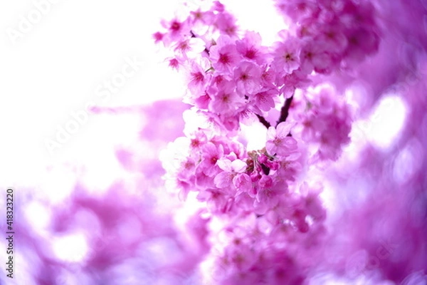 Obraz 春のさくら