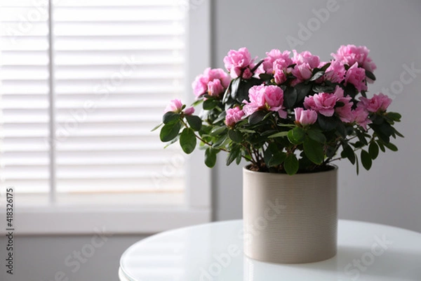 Obraz Beautiful Azalea flower in plant pot on white table indoors, space for text. House decor