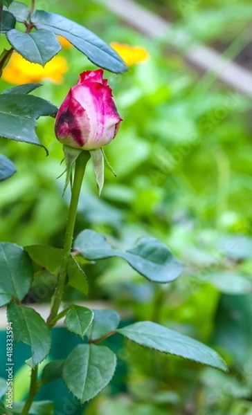 Fototapeta Rose flower closeup