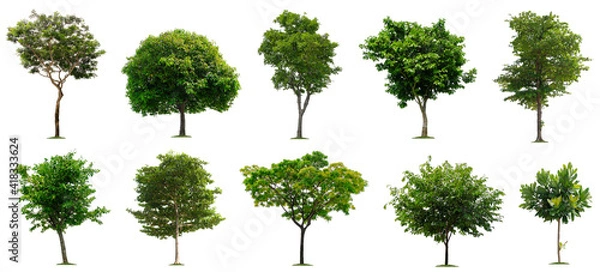 Fototapeta Set beautiful trees isolated on white background, Suitable for use in architectural design, Decoration work, Used with natural articles both on print and website.