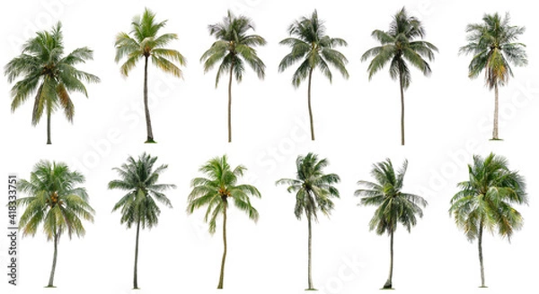 Fototapeta Set of coconut and palm trees isolated on white background, Suitable for use in architectural design, Decoration work, Used with natural articles both on print and website.