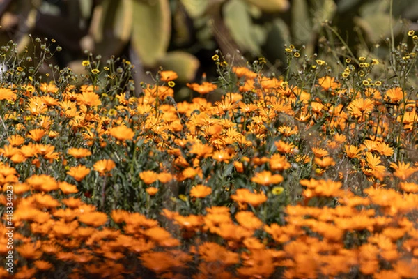 Obraz namaqualand daisies