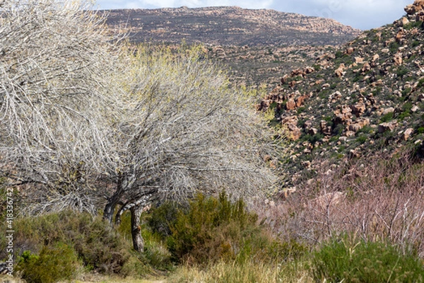 Obraz tree  in the mountain
