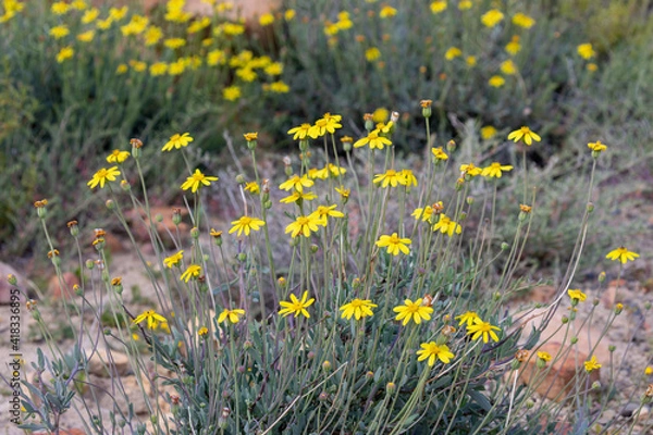 Obraz yellow spring flowers in the grass