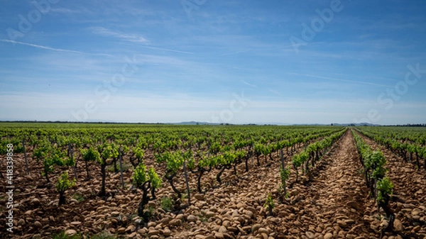 Obraz Vigne Provence galet roulé