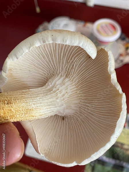 Obraz mushrooms in the forest