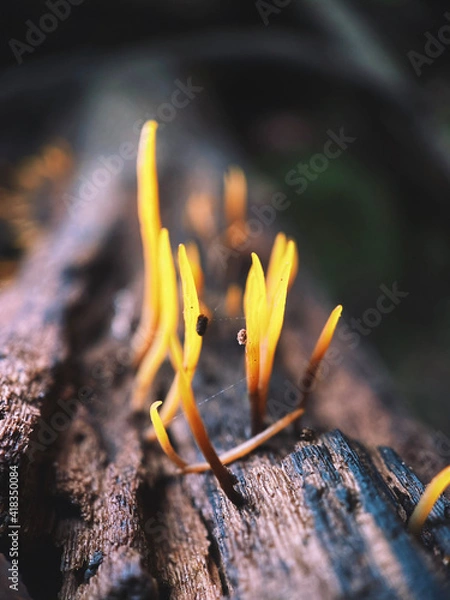 Obraz close up of a burning match