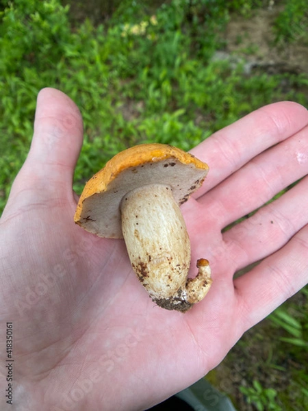 Obraz mushrooms in the hand