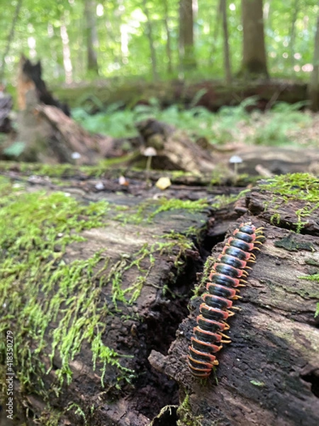 Obraz caterpillar on a leaf