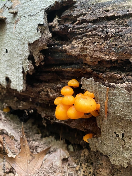 Obraz mushrooms on a tree