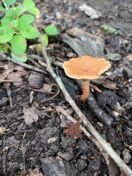 Obraz mushroom on the ground