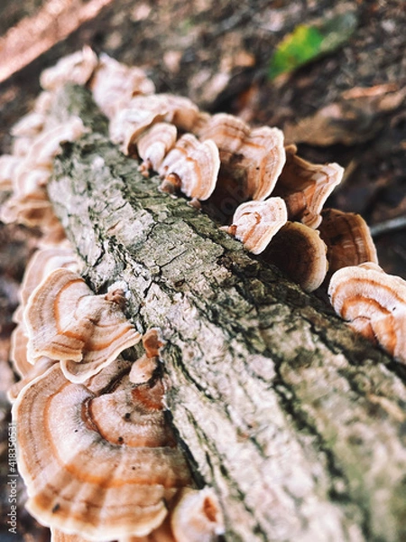 Obraz mushrooms on a tree
