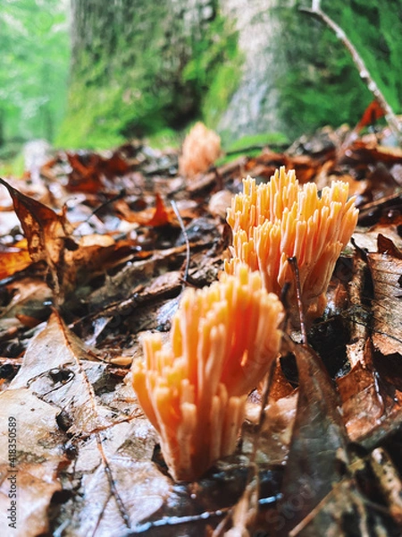 Obraz mushroom in autumn forest