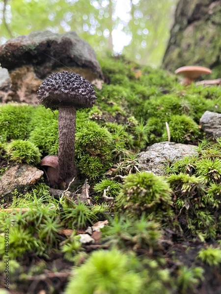 Obraz mushrooms on a tree