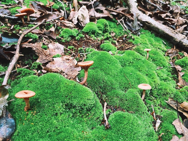 Obraz mushrooms in the forest