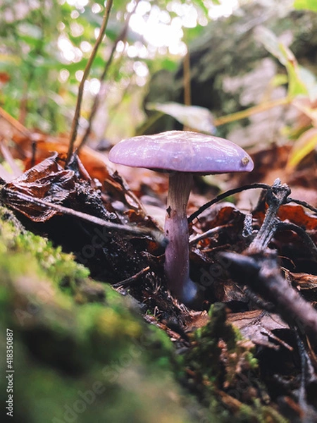 Obraz mushrooms in the forest