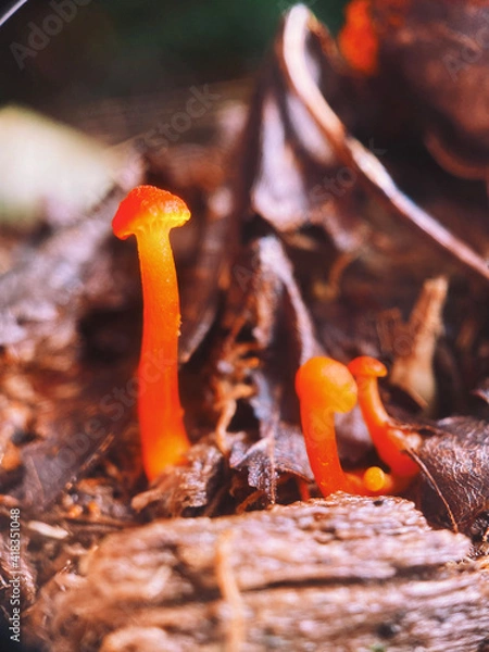 Obraz mushrooms on a grill