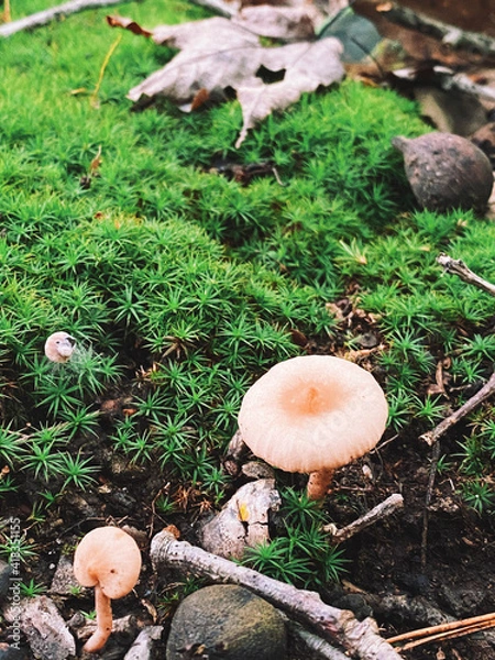 Obraz mushrooms in the forest