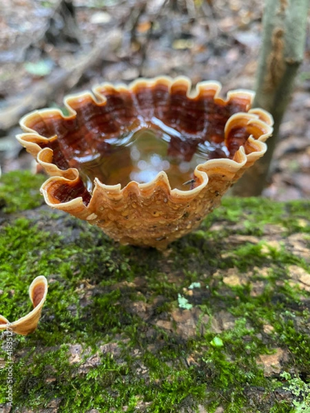 Fototapeta mushroom on a tree