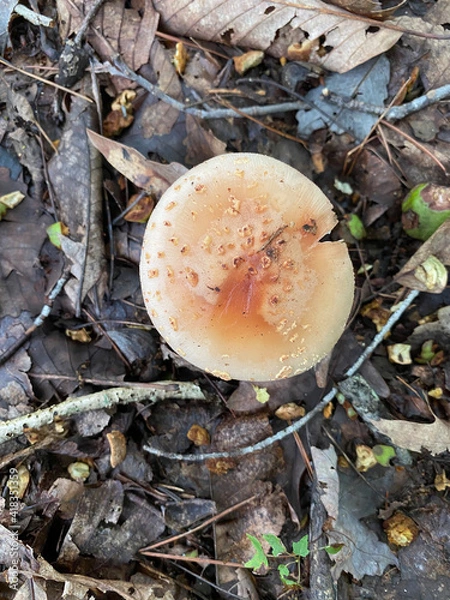 Obraz mushrooms in the forest