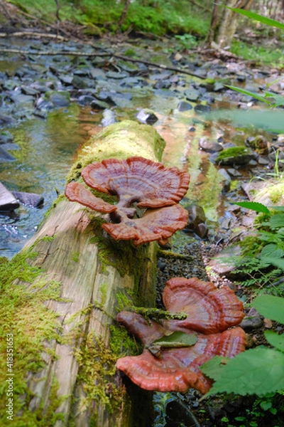 Obraz red and yellow leaves