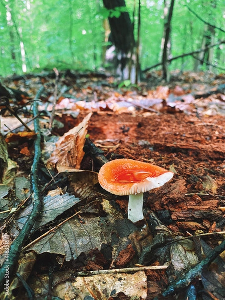Obraz mushroom in autumn forest