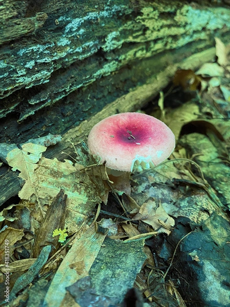 Obraz mushroom in the forest