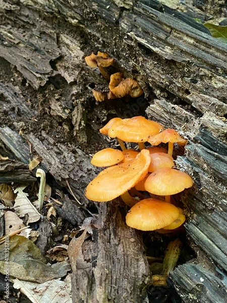 Obraz mushrooms on a tree