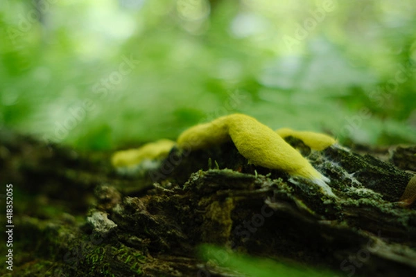 Fototapeta moss on a tree