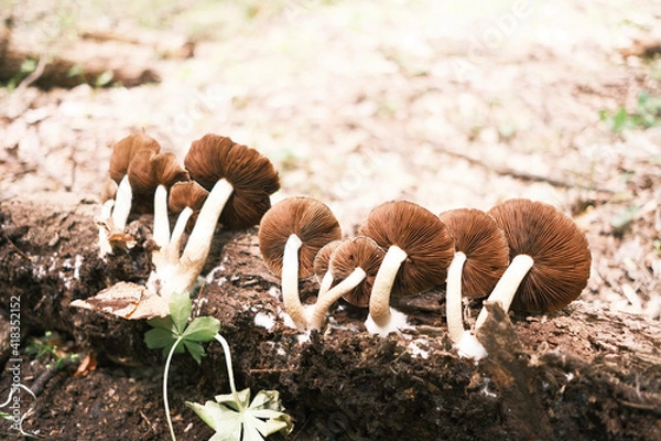 Obraz mushrooms in the forest