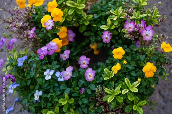 Fototapeta 花の歌