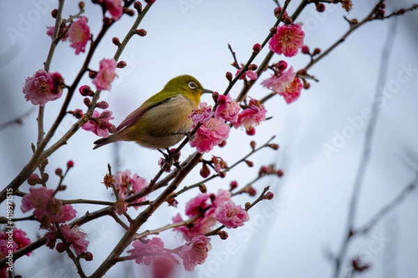 Fototapeta 梅の花路メジロ