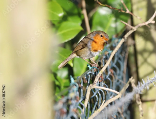 Obraz Robin Perched on a wire fence