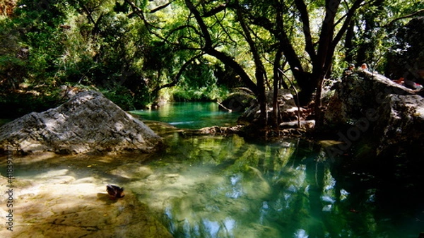 Fototapeta river in the forest