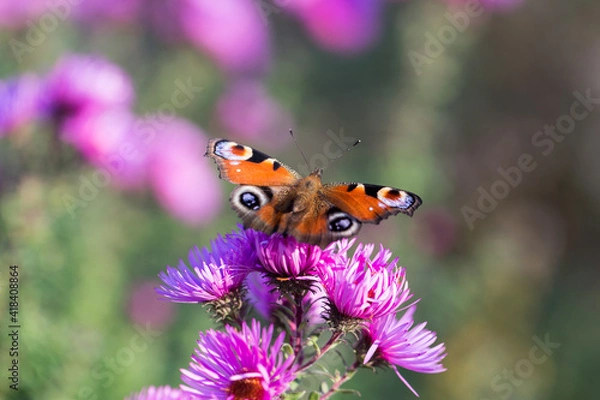 Obraz Peacock butterfly on a pink flower