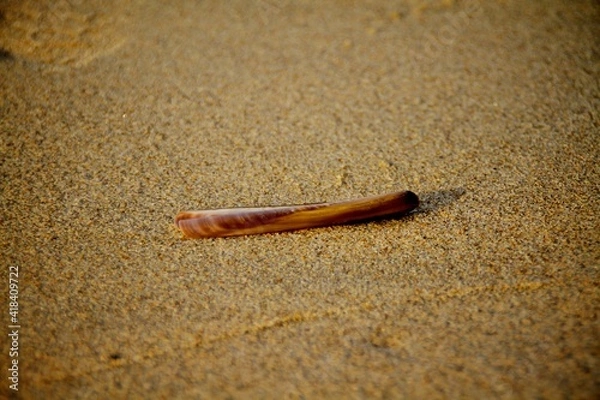 Obraz razor clam
