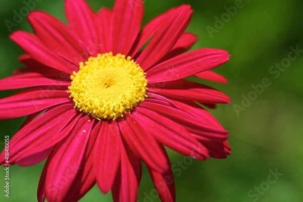 Obraz red gerbera flower