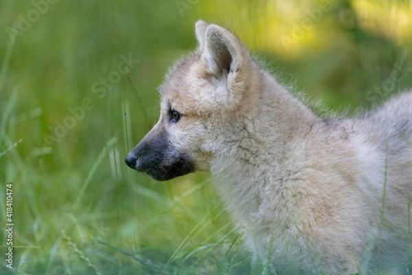 Obraz arctic wolf puppy