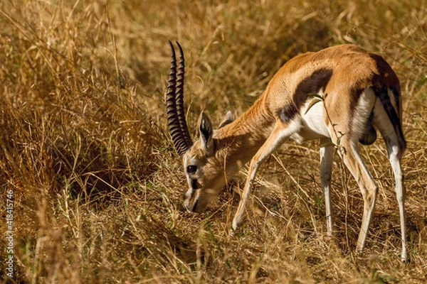 Obraz impala in the savannah