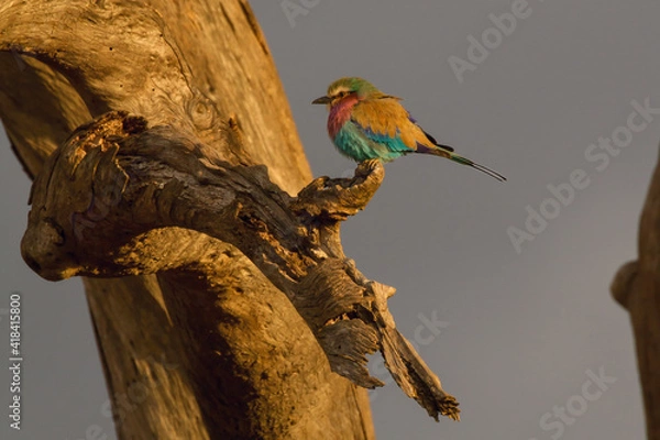 Obraz lilac breasted roller