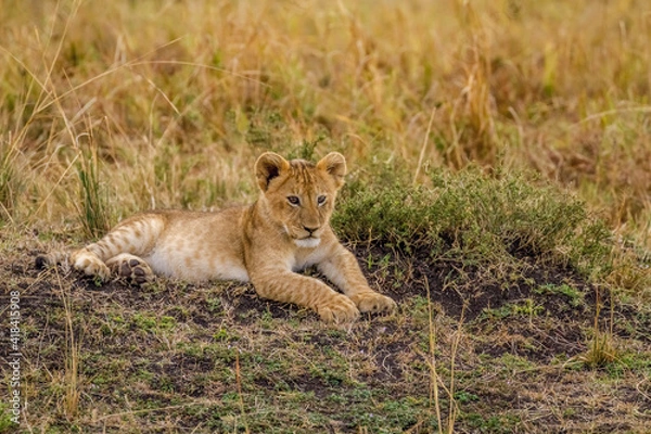 Obraz lion cub in the grass