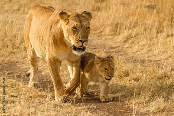 Obraz lioness and cubs