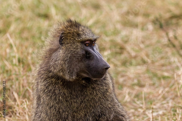 Obraz baboon in serengeti