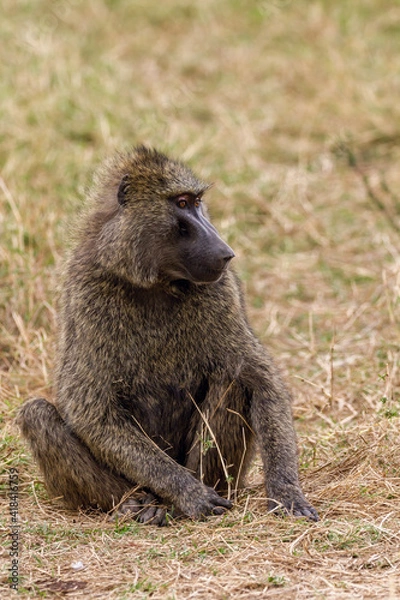 Obraz baboon sitting on the ground