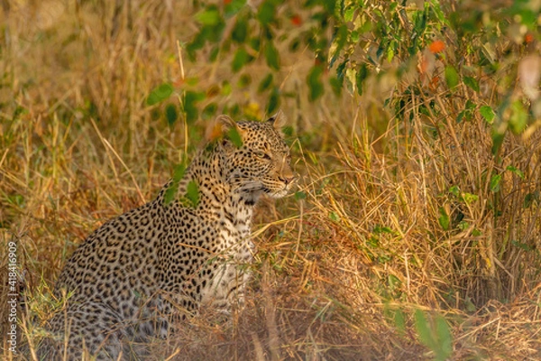 Obraz leopard in the grass