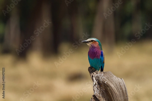 Obraz lilac breasted roller