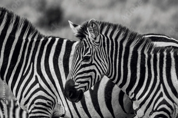 Obraz zebra in the wild