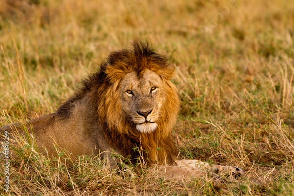 Obraz lion in the wild