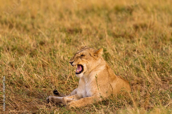 Obraz lioness in the grass